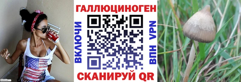 купить   Каргат  Галлюциногенные грибы мицелий 